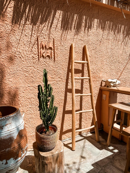 a small cactus is next to a ladder