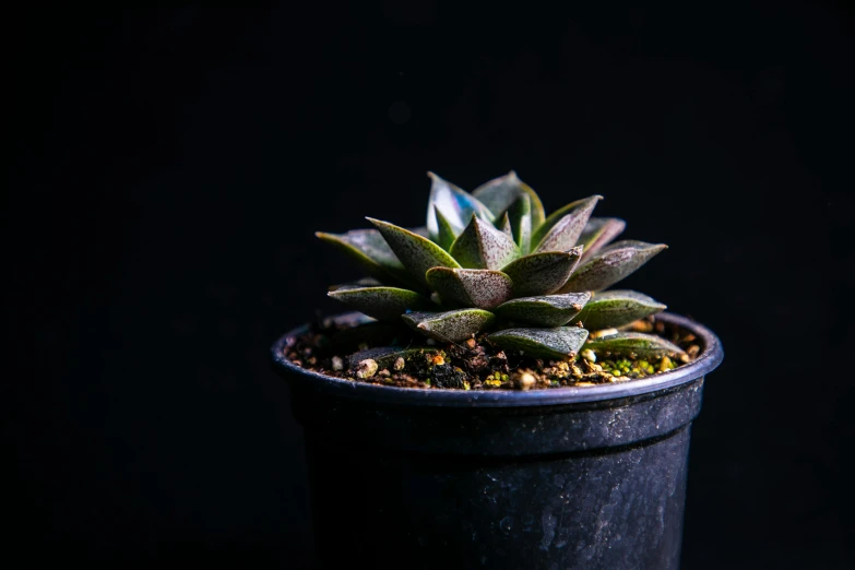 the small green plant is sitting in a black container