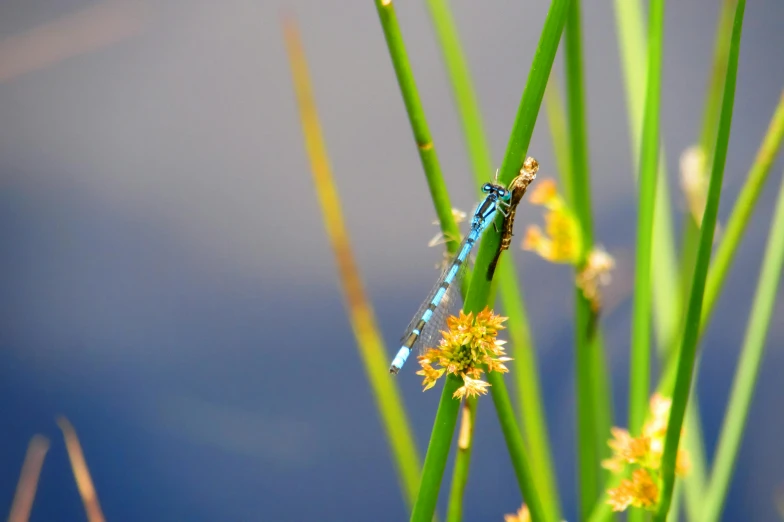 a dragonfly on some green and yellow flowers