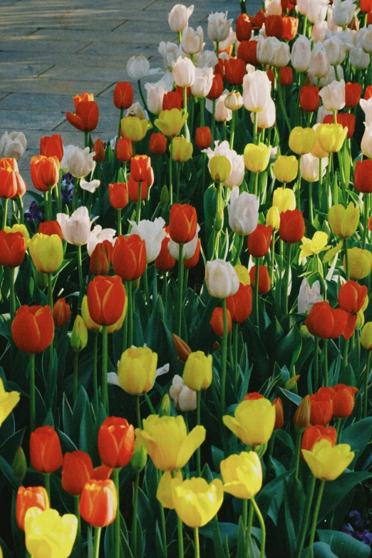 many orange and white tulips bloom in a field