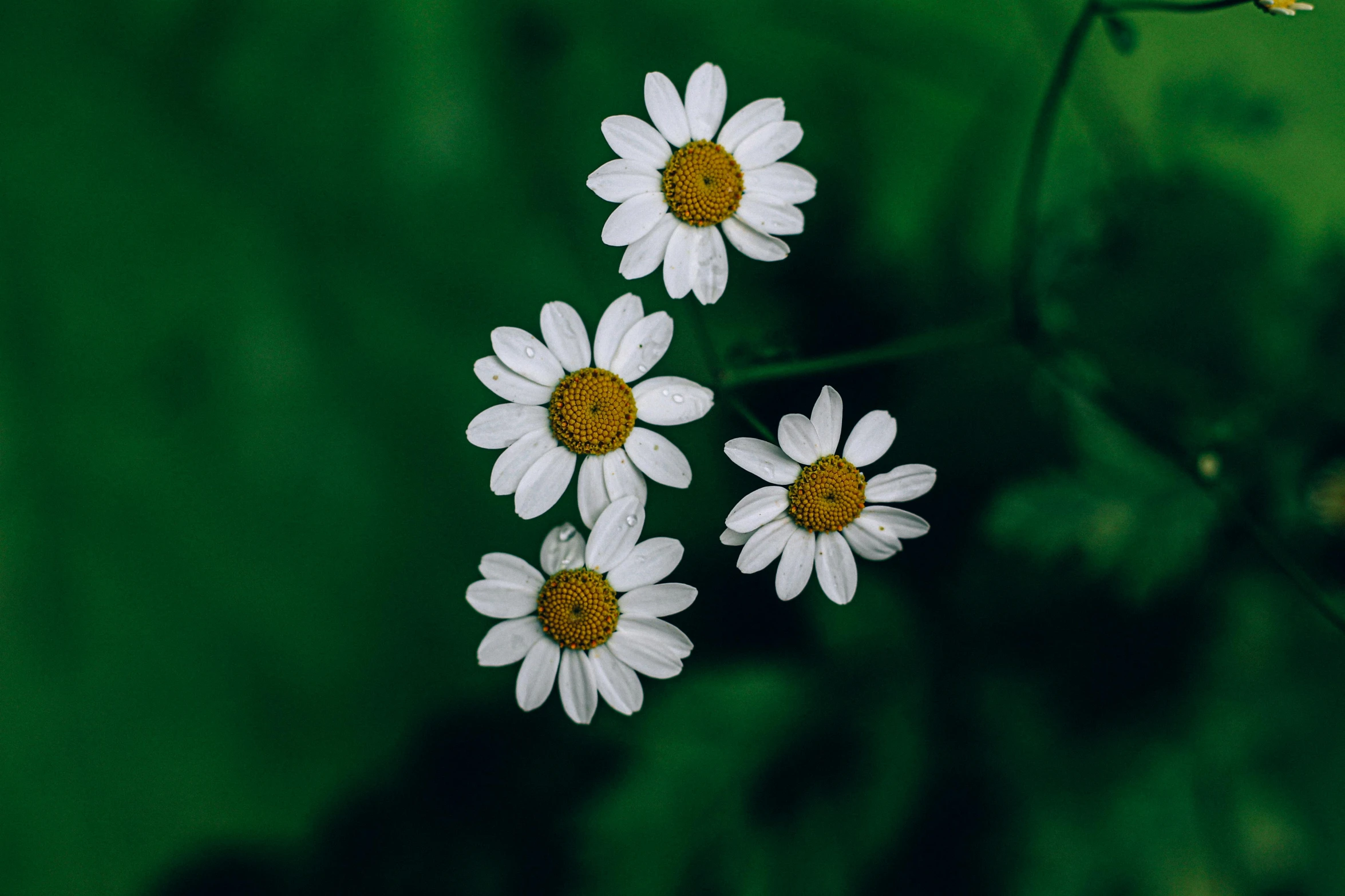 daisies in the green grass in a field