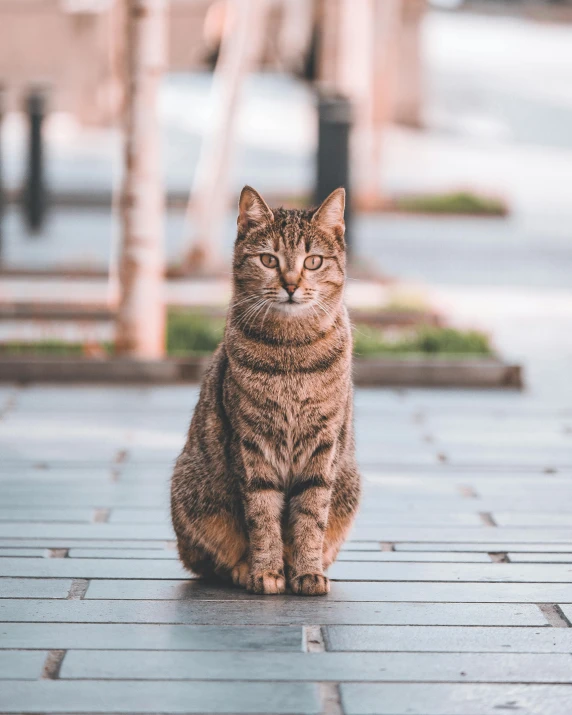 a cat sitting on a brick walk next to a street