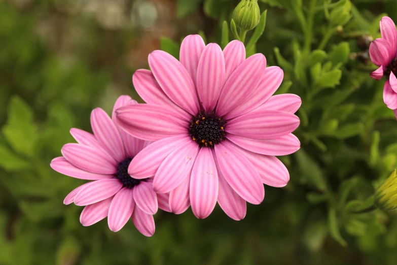 several pink flowers with green leaves in the background