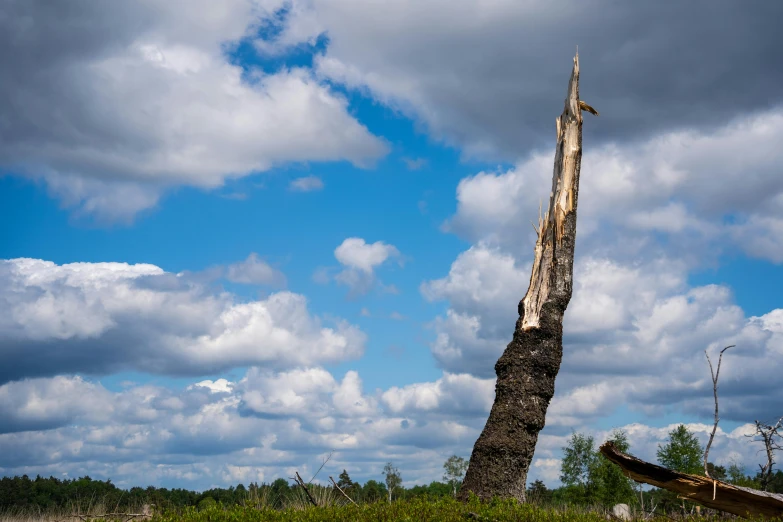 an old tree in the middle of a field