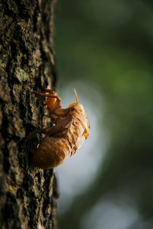 the large insect is resting on the bark