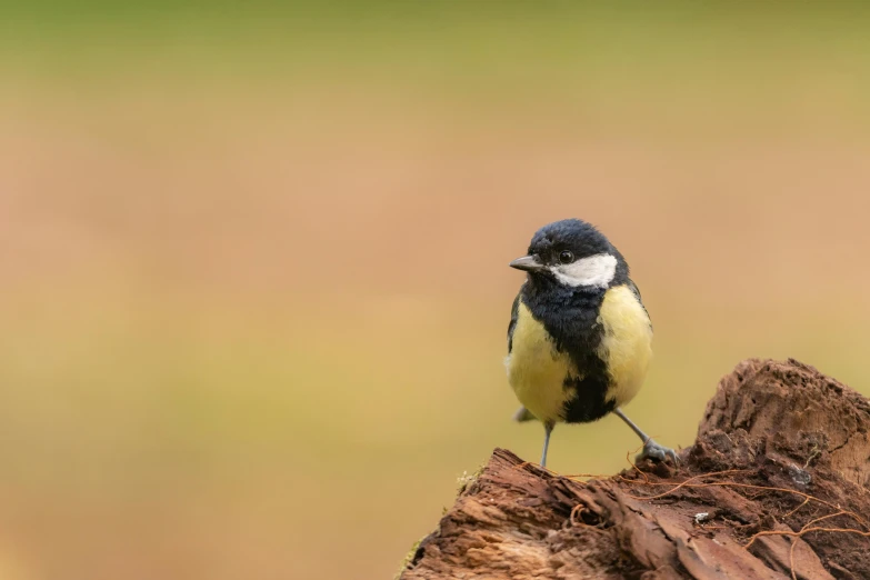 a small black and white bird perched on a piece of wood