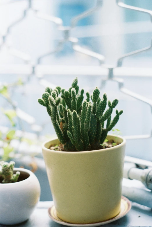 a green plant in a yellow pot and a white planter