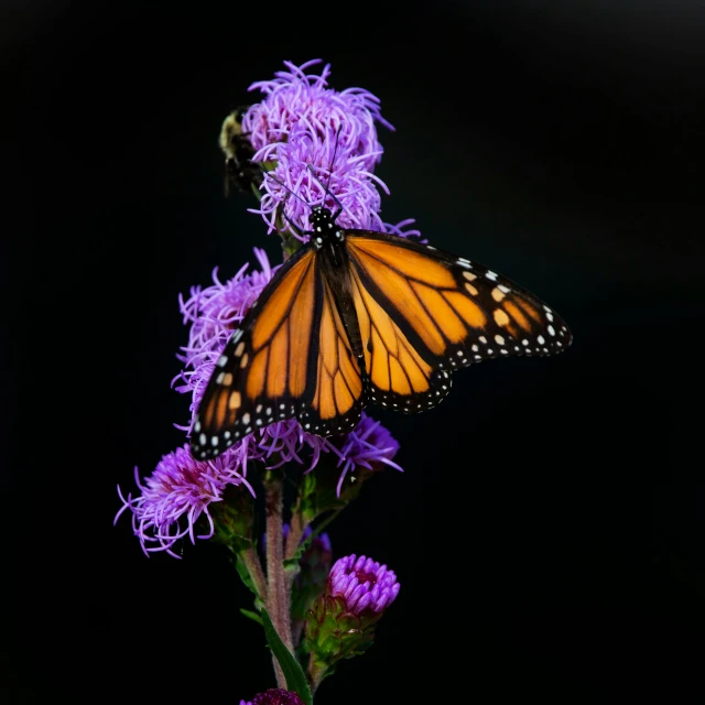 the erfly is perched on a plant with purple flowers