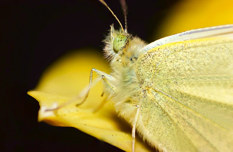 a erfly is seen on a flower