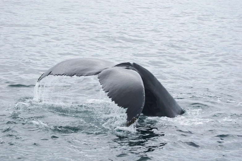 a whale's tail appears to float off the surface