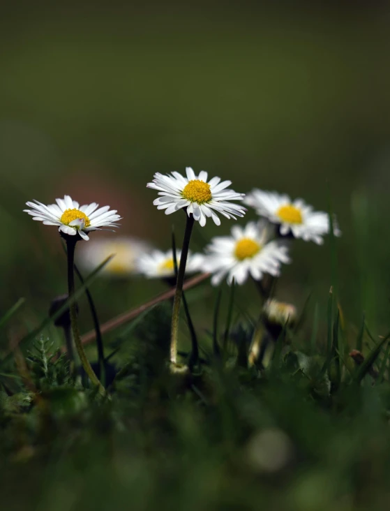 four daisies stand out in their grass