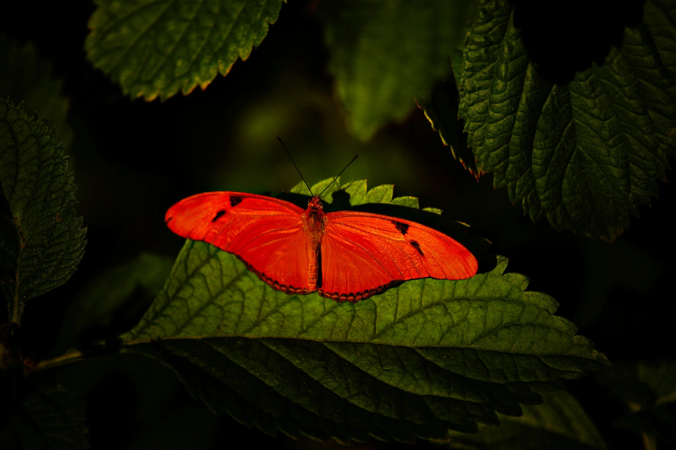 a red erfly sitting on top of a leaf