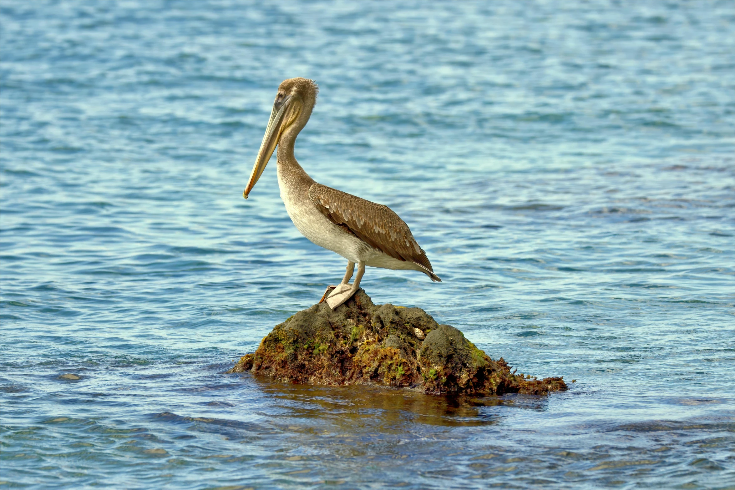 a bird with its feet up on a rock near water