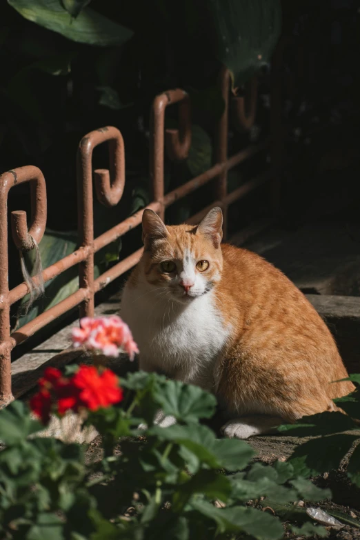 an orange and white cat sitting in the middle of some flowers