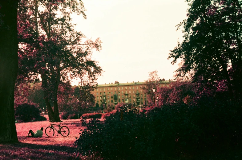 a bicycle leaning against a tree on a city street