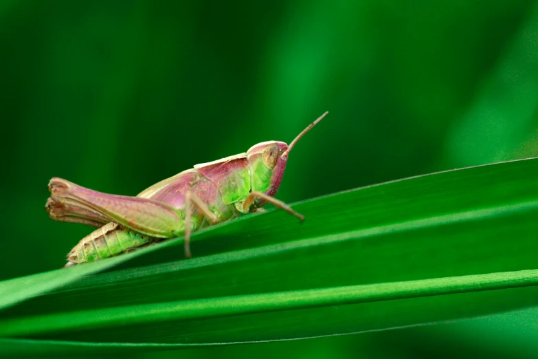 a bug is perched on a blade of grass