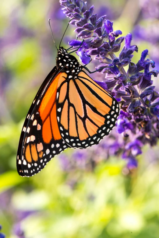 a monarch erfly perches on a flower