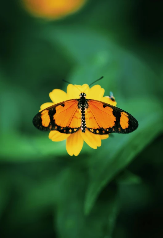 a erfly sitting on top of a yellow flower