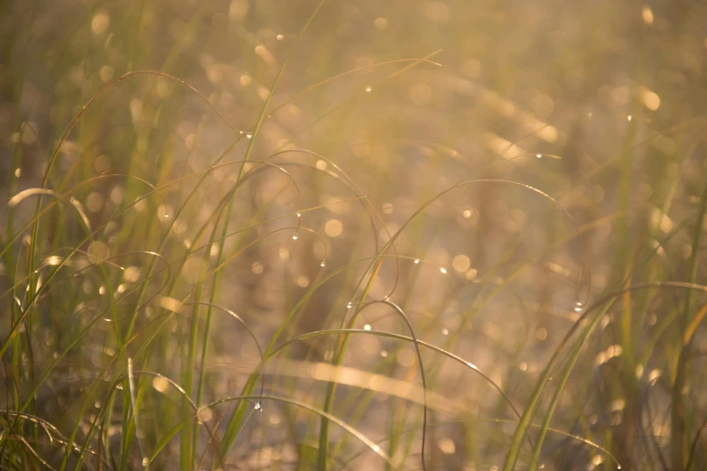 the tall grass is shining bright with water droplets