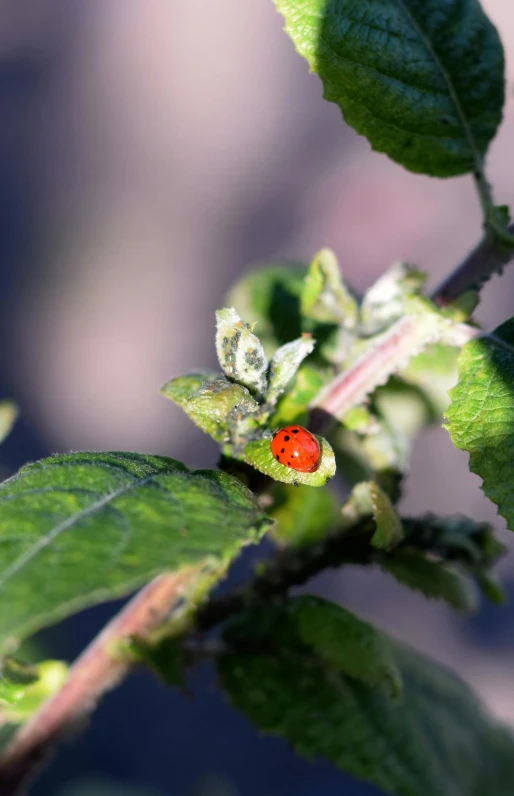 the small red bug sits on the green leaves