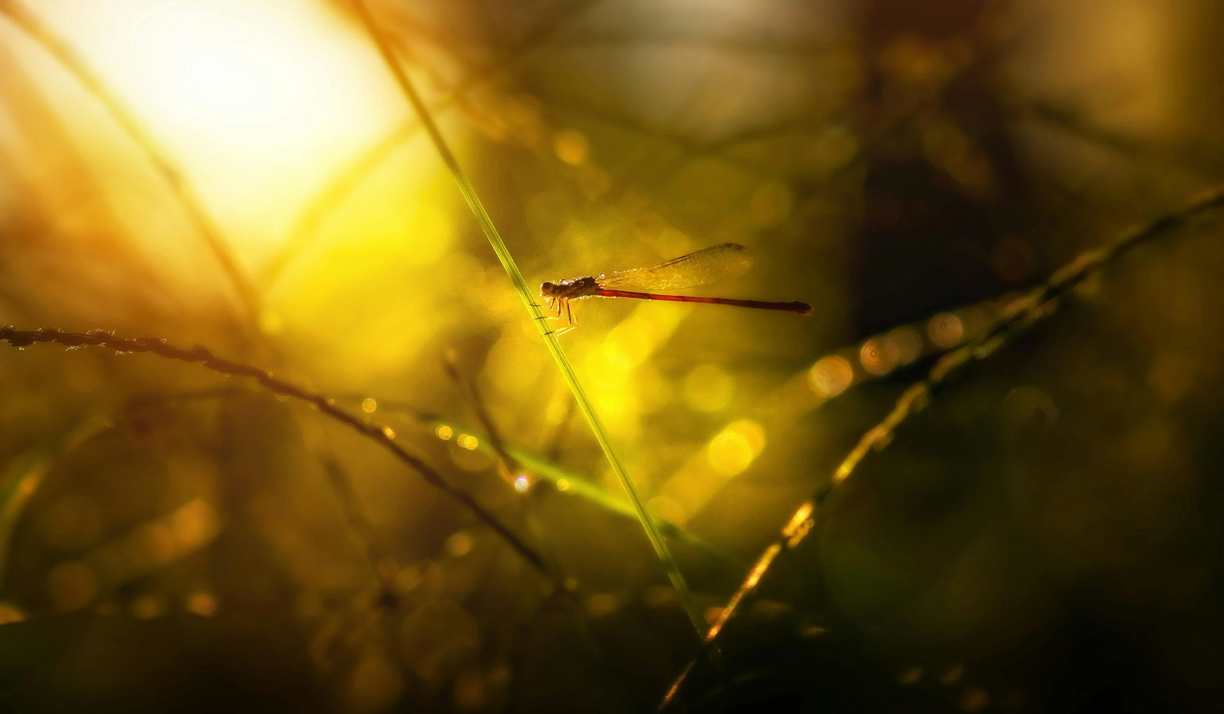 close up of a plant with its small leaves