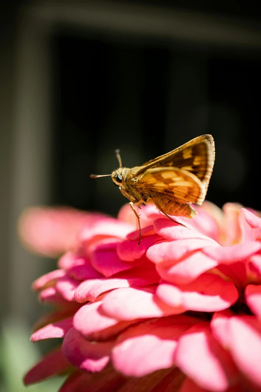 a small orange erfly rests on a flower