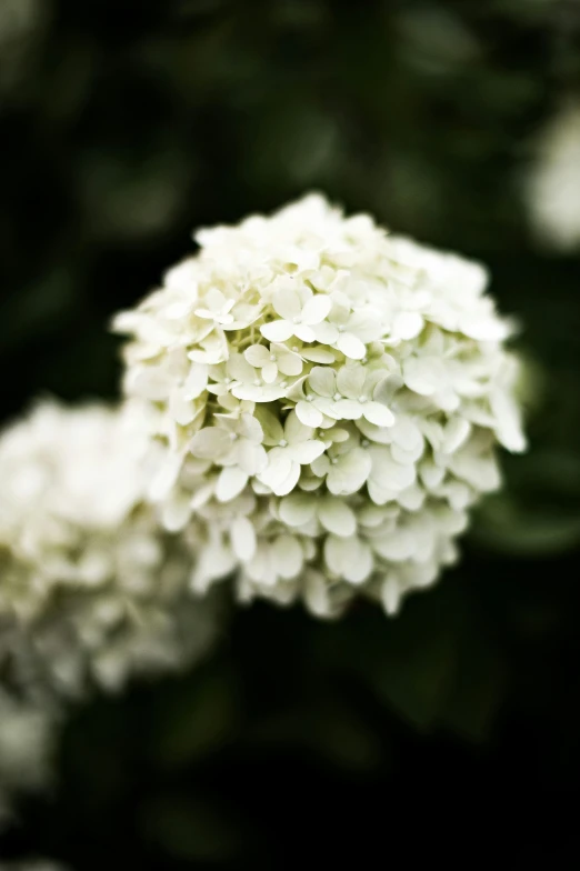 white flowers are displayed in a blurry image