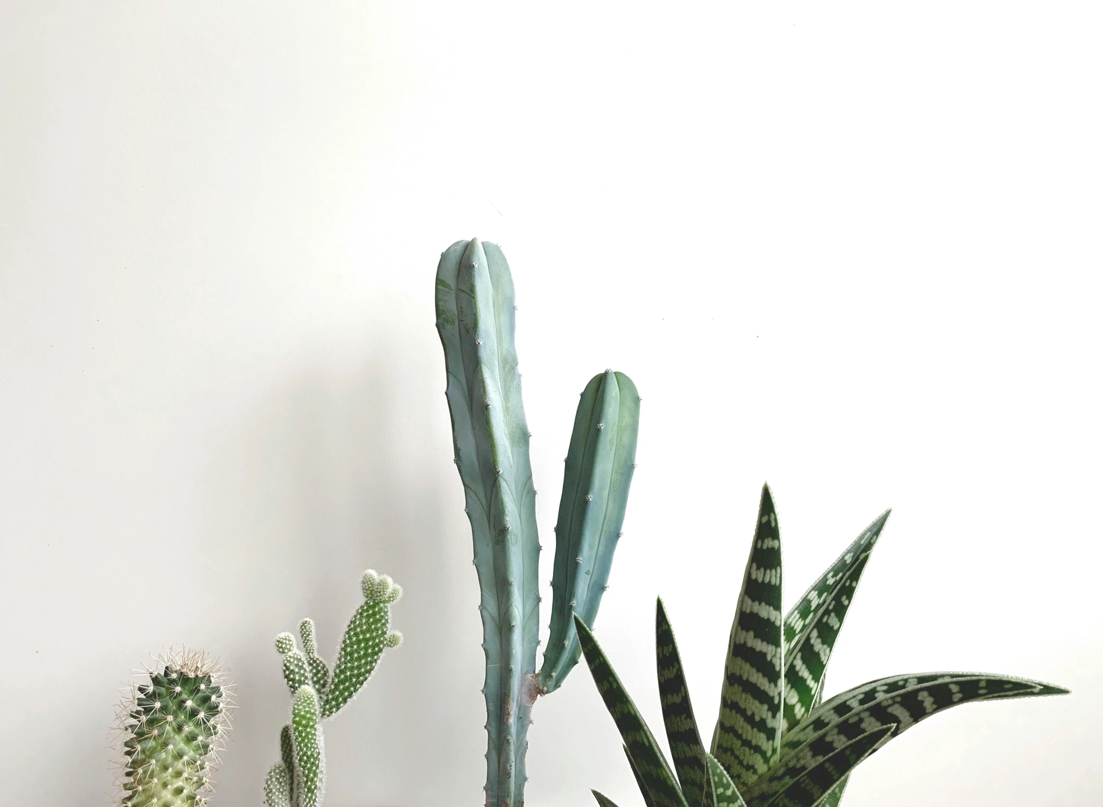 two cactus trees sitting in pots next to a white wall