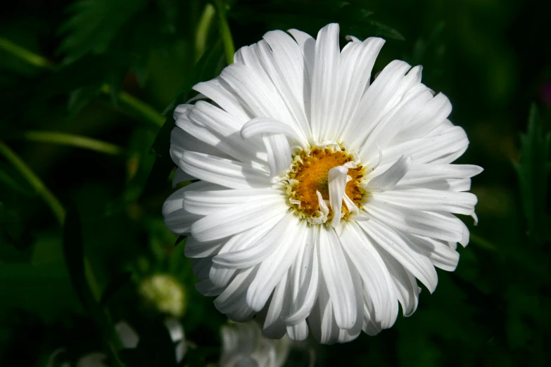 a white daisy with a bee on it's center