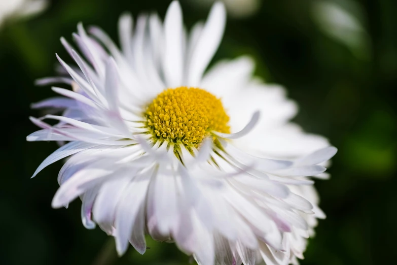 a close up view of a white flower with yellow center