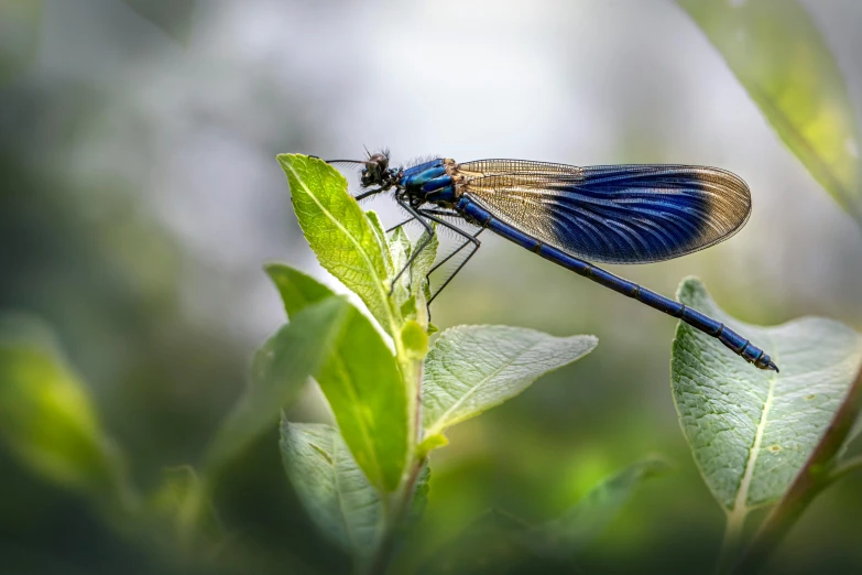 a blue dragon flys on top of a leaf