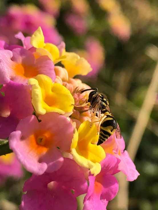 a bees on pink and yellow flowers in a field