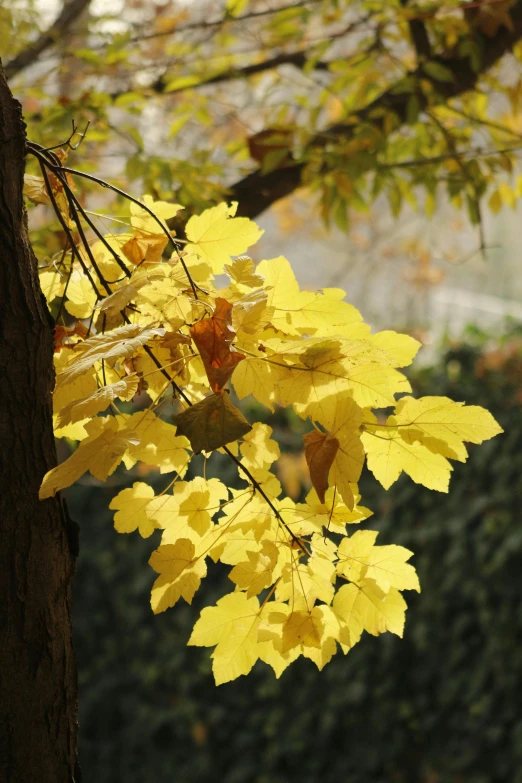 the bright yellow leaves are turning golden on this tree