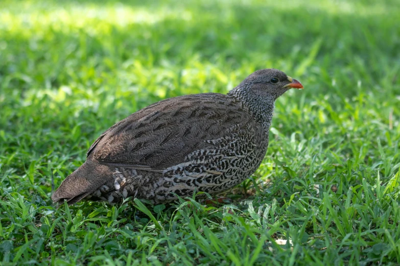 a large bird sitting on top of a lush green field