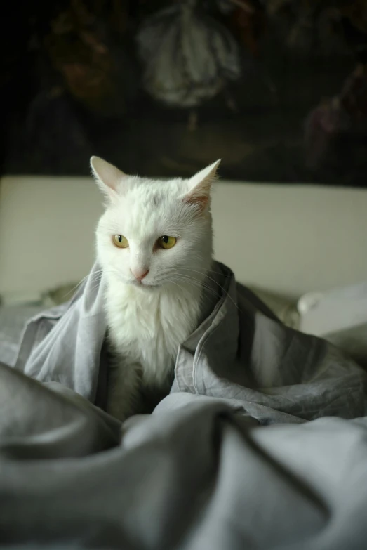 a white cat sitting on top of a bed