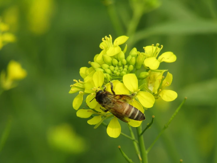 a bee that is sitting on top of yellow flowers