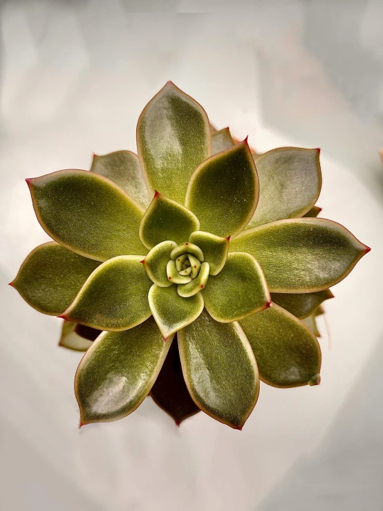 a plant that is green and white in color