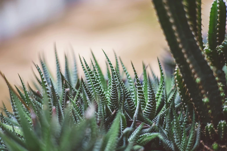 green leaves and a large plant on top of it