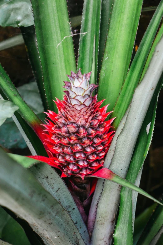 an odd looking red pineapple grows on a plant