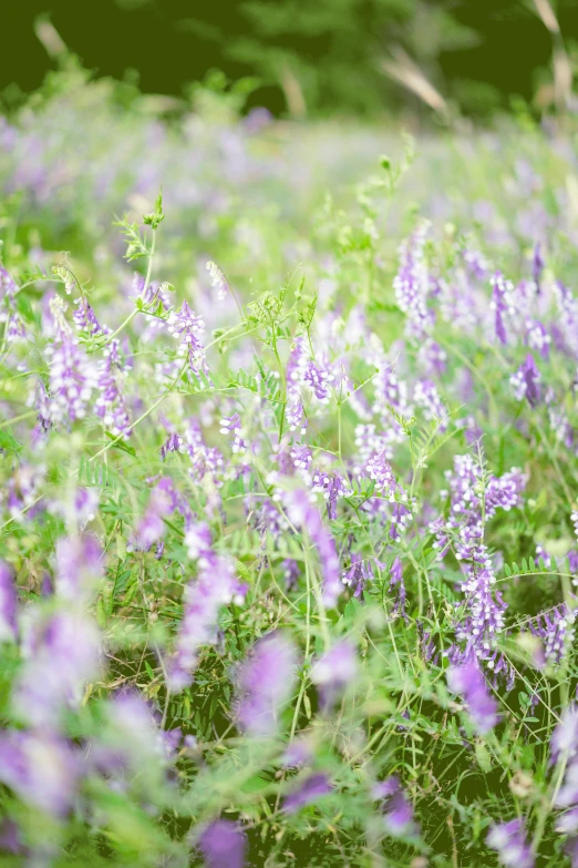 some very pretty flowers in a big grassy field