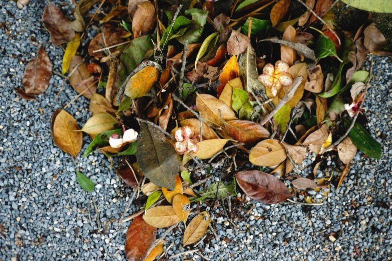 some leaves and other plant life on the ground