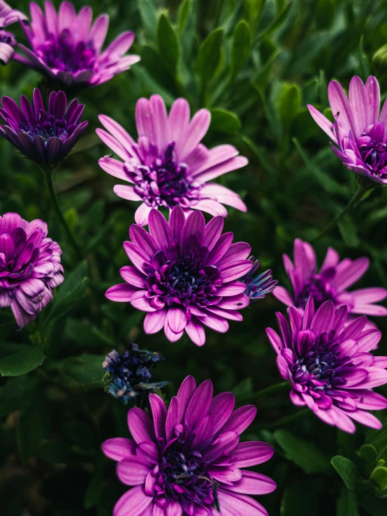 the flowers are in a group, purple