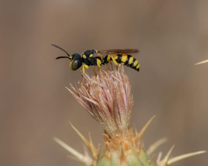 a couple of black and yellow bugs standing on top of a flower