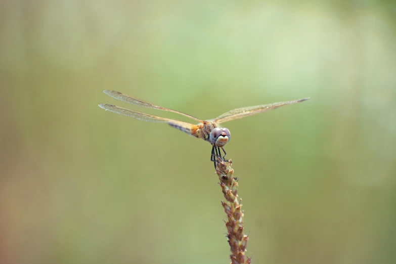 a dragonfly resting on top of a stem of plant