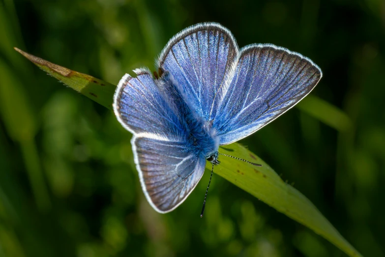 the blue erfly has wings that are pointed to look like they are on a green stem