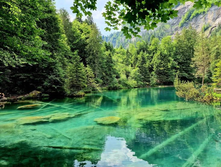 the green surface of a river near a forest