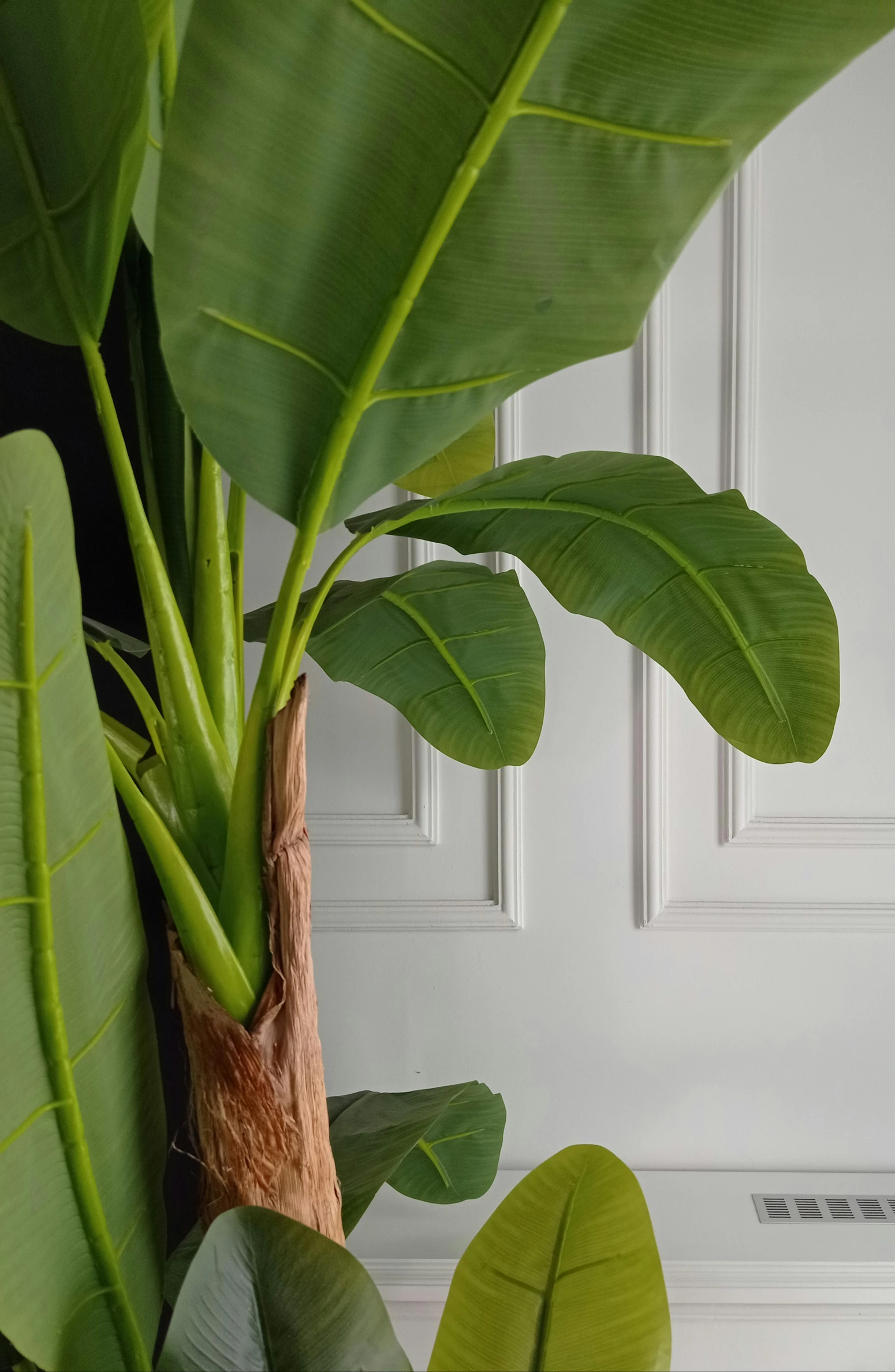 this is an image of green plant in front of a white door