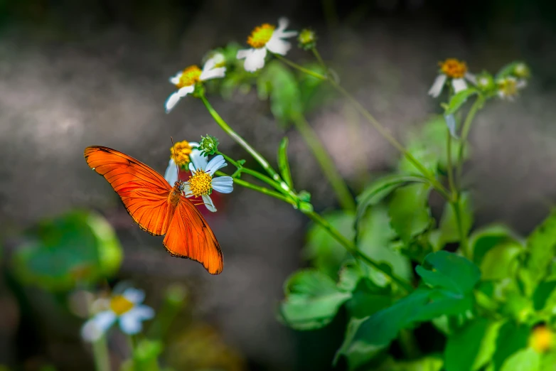 a red erfly is flying around some wildflowers