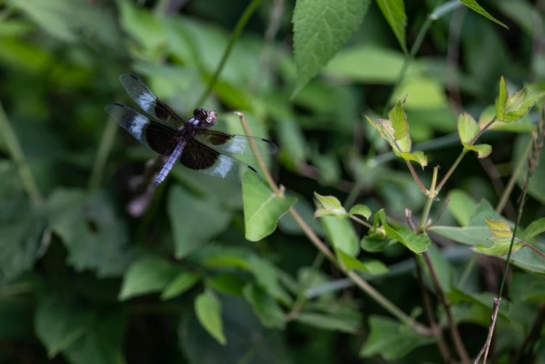 there is a small blue dragonfly in the bushes