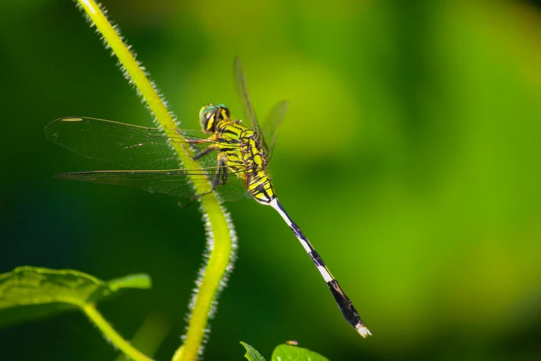 yellow and black insect sitting on green leaf